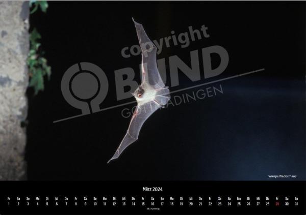 Fledermauskalender für 2023 - März